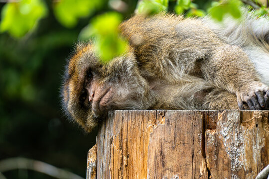 Barbary macaque lying on tree trunk looking thoughtful at camera - Powered by Adobe