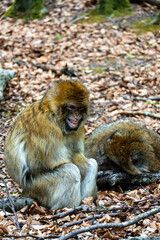 Two Barbary macaques on old branch on forest floor, one making a face