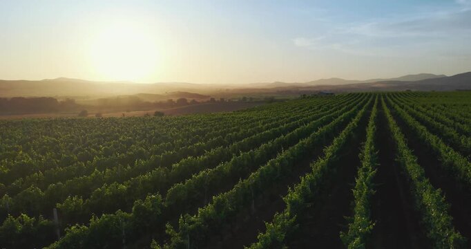 Cinematic aerial footage of vineyard agriculture fields againts setting sunset sun