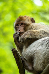 Attentive Barbary macaque eating in tree fork at Affenberg Salem