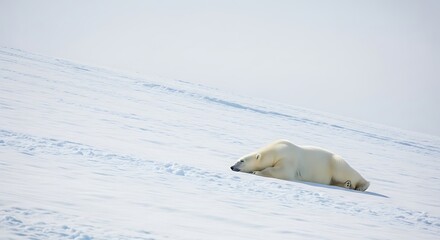A polar bear rests on a snow-covered slope, its white fur blending with the icy landscape.