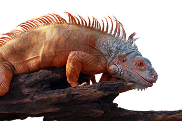 Red iguana sunbathing on wood, Red iguana closeup on isolated background	