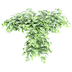 3D rendering of Algerian ivy creeper plants on transparent Canvas
