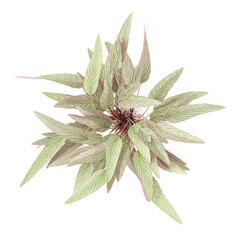 collection of Ctenanthe setosa garden plants with realistic style from top view