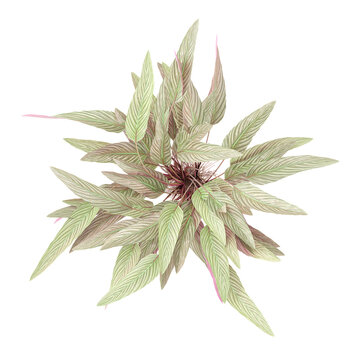 collection of Ctenanthe setosa garden plants with realistic style from top view
