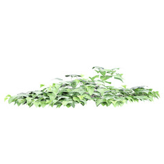 Green Algerian ivy creeper plant isolated on transparent Canvas