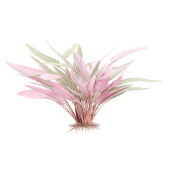 Green Ctenanthe setosa garden plants isolated on transparent Canvas