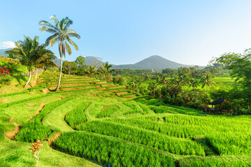 Awesome view of scenic rice terraces in Bali, Indonesia