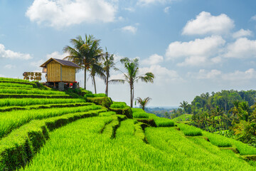 Awesome view of scenic rice terraces in Bali, Indonesia
