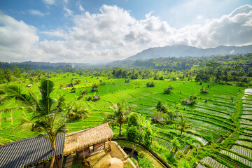 Awesome view of scenic rice terraces in Bali, Indonesia