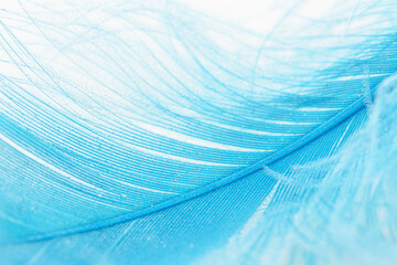 Closeup view of a blue feather on a white background