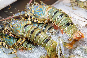Fresh spiny lobsters (langustas) at food market. Achelata on ice