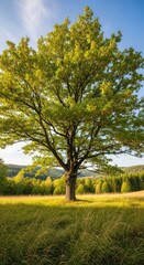 Obraz premium A majestic tree stands tall in a sunlit golden field, surrounded by lush forests under a clear blue sky, evoking a serene natural landscape.