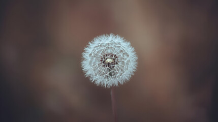 Obraz premium White dandelion seed head softly blurred background for natural minimalist botanical decorative delicate elegant design 