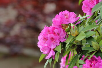 Pink rhododendron flowers in the garden, stock photo