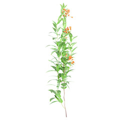3D illustration of Trailing lily plants on transparent background, climber plant