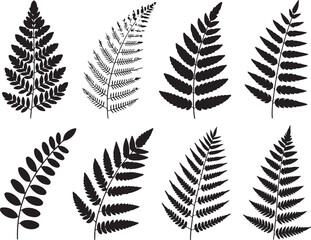 Fern Leaf Vector Set Foliage Silhouette Icon Illustration Nature Plant Botanical Element