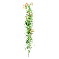 Trailing lily creeper plants isolated on transparent background