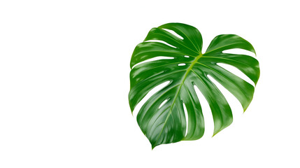 Green tropical monstera leaf on white for natural botanical decorative stylish modern minimalist artistic design
