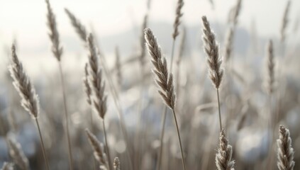 Serene Winter Grasses A Close-Up of Frosty Meadow Plants