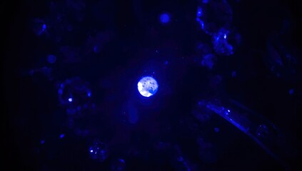 Microscopic View of Cellular Structures Under Blue Light