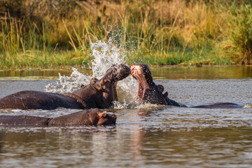 Fototapeta premium Hippo's Splash