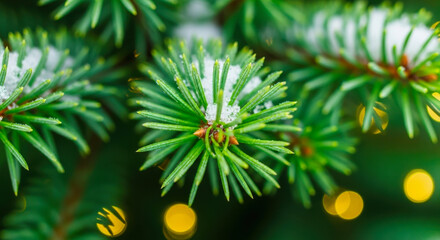 Close up of a vibrant green pine tree branch with soft bokeh lights in the background