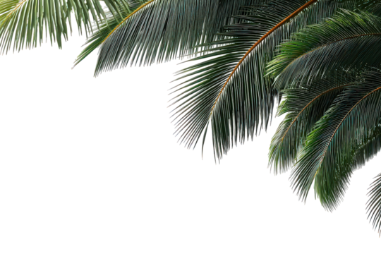 Green and Teal Palm Fronds on Black Background