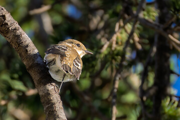 European Pied Flycatcher female perched on a branch in the morning light