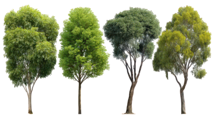 Five Lush Green Trees Isolated on Transparent Background
