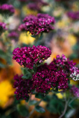 Violet purple rustic autumnal flowers plants growing in nature, natural background for seasonal posters or calendars design