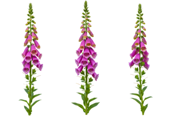 Stunning Foxglove Flowers Botanical Illustration of Digitalis Purpurea isolated on transparent background