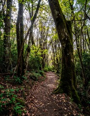 Obraz premium Forest path, sunlight filters through trees