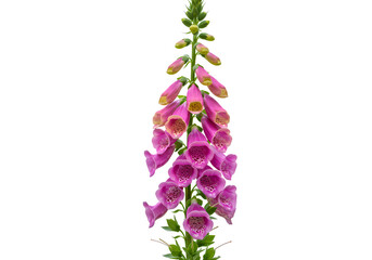Stunning Pink Foxglove Flower CloseUp Botanical Photography isolated on transparent background
