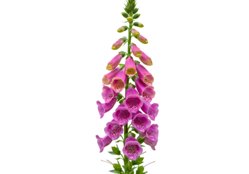 Stunning Pink Foxglove Flower CloseUp Botanical Photography isolated on transparent background