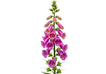 Pink Foxglove Flower CloseUp Photography of Digitalis Purpurea Bloom isolated on transparent background