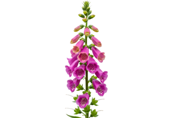 Pink Foxglove Flower CloseUp Photography of Digitalis Purpurea Bloom isolated on transparent background