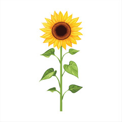 Vibrant sunflower illustration
