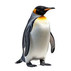 Fototapeta premium Adult penguin full body standing looking sideways isolate on transparent white background