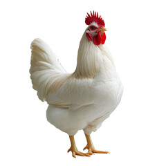Adult white chicken looking sideways, isolate on transparent white background