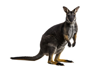 Obraz premium Captivating portrait of a wallaby on a pristine white background, showcasing its unique fur and curious posture, highlighting the beauty of wildlife.
