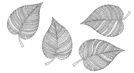Delicate botanical art illustrations of autumn leaves with intricate textural patterns and subtle details ideal for naturalistic designs