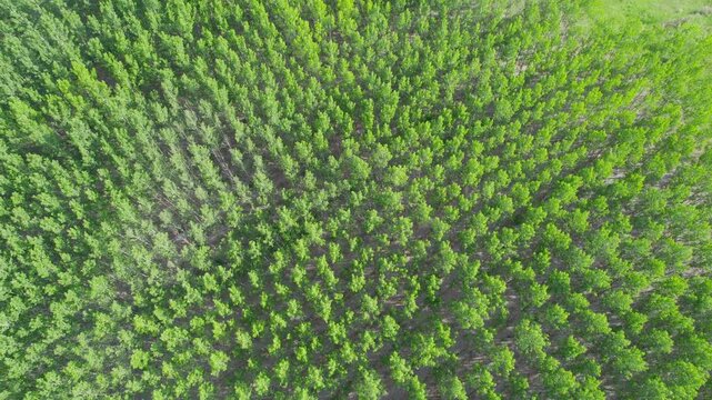 Eucalyptus tree field dense forest planted in perfect rows, aerial view