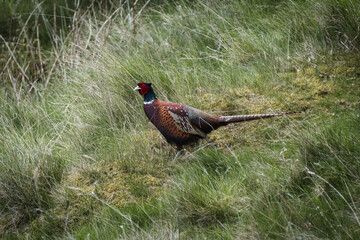 Western Capercaillie (Auerhahn) in its natural habitat