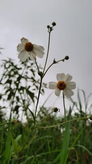 white daisies in a meadow