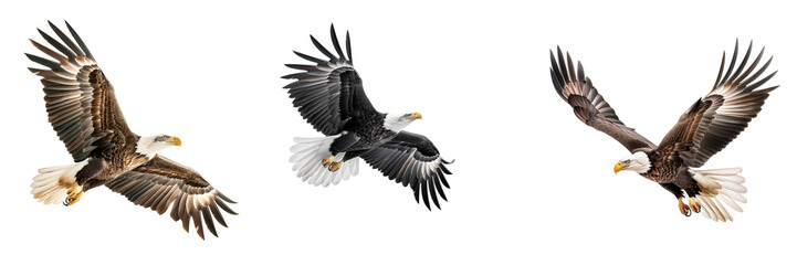 Obraz premium Set of Dynamic Eagle Spectacle isolated on transparent or white background