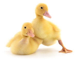Two yellow ducklings sitting and standing with leg extended isolated on white background