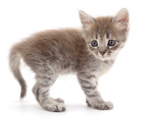Obraz premium Cute gray kitten standing in profile isolated on white background