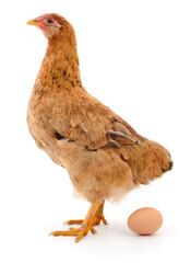 Hen with egg isolated on white background