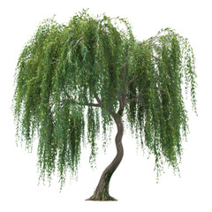 Beautiful willow tree with cascading leaves in a serene park setting during golden hour